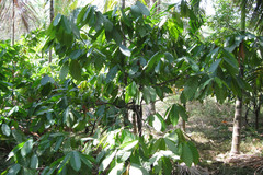 Theobroma cacao